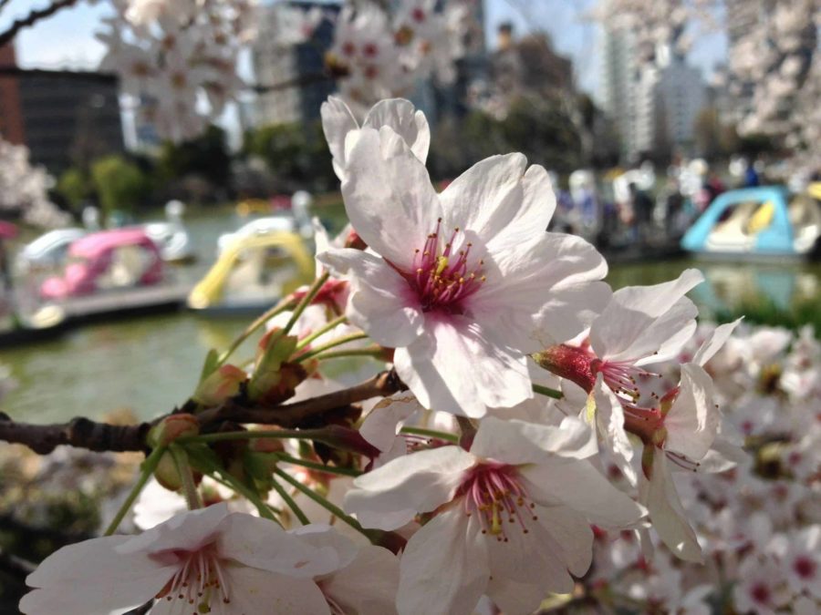 Cherry blossoms and swan boats